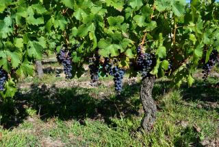 vin jeune