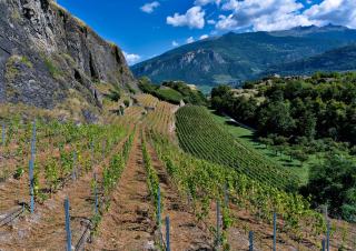 vin suisse sans sulfite