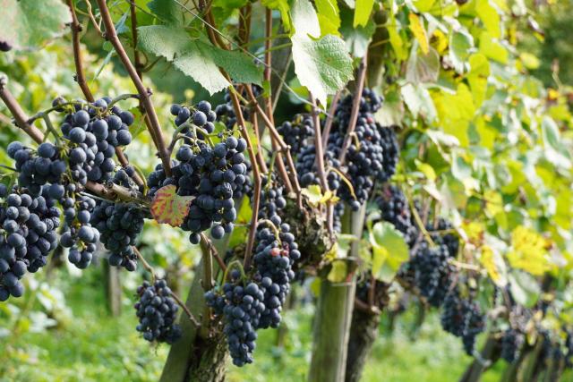 Vins désalcoolisés en Suisse : rayons, cavistes et bouteilles à connaître vin sans alcool