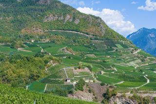 le meilleur fendant du Valais