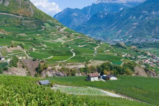 vin du Valais