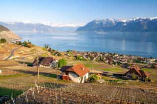 Vin de Suisse